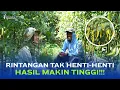 Download Lagu WAJIB TAHU! Kendala saat Budidaya Cabe dan Cara Mengatasinya | Part 2