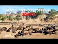 Lagu Camelthorn Waterhole Live - Zebra Migration, Hippos \u0026 More | Botswana