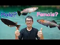 Download Lagu Kun je een mannetjes- en vrouwtjesmedaka onderscheiden? | Basisprincipes van het kweken van Japan...