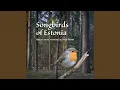Download Lagu Burung Shrike Punggung Merah