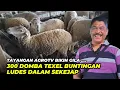 Download Lagu Baru Saja Diposting, 300 Domba Texel Ludes Terjual | @AGROTV9