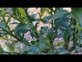 Yuzu Citrus has flowerbuds!