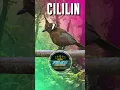 Download Lagu Suara Burung Cililin / Cucak Lilin Nembak #cililingacor #tembakancililin