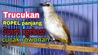 trucuk gacor ropel panjang suara ngebas cucak rowonan