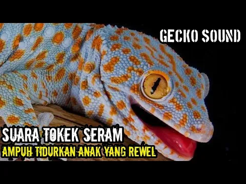 Download MP3 Suara Tokek, Suara Tokek Pengantar Tidur, Gecko Sound, เสียงตุ๊กแกน่ากลัว, SUARA TOKEK ASLI
