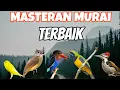 Download Lagu MASTERAN MURAI BATU ROLL TEMBAKAN TAJAM DAN MUDAH MASUK KE MURAI COCOK BURUNG FIGHTER SUARA KASAR