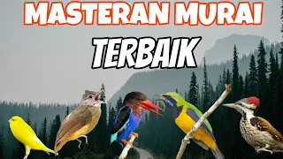 masteran murai batu roll tembakan tajam dan mudah masuk ke murai cocok burung fighter suara kasar