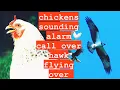 Chicken Alarm Call Over Hawk