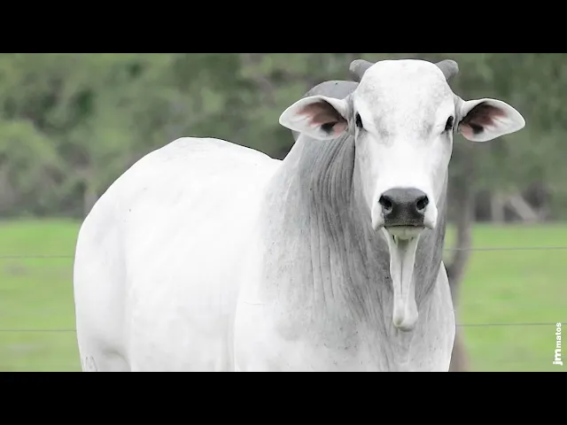 Touro Nelore AFOM - 4244