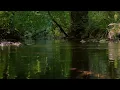 GENTLE BROOK SOUNDS WITH GOLDEN ORIOLE BIRDSONG, INSTANT STRESS RELIEF, RELAXING NATURE SOUNDS