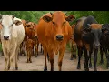 Download Lagu Suara Sapi Lembu Gembala Saat Menuju Kandang Peternakan Hewan Ternak Sapi - Bunyi sapi lucu