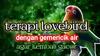terapi love bird suara gemericik air bikin gacor terbukti 