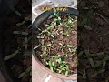 Download Lagu How to grow marigold (गेंदा) from flower| marigold seeds| easy way to grow marigold #marigold