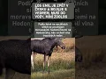 Download Lagu Los Emil je zpět v Česku a bojuje s vedrem. Musí do vody, míní zoolog