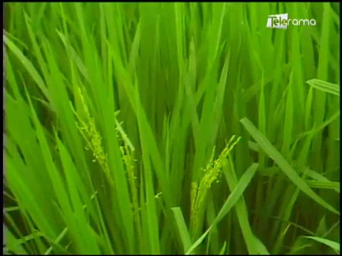 Ecuador Agropecuario 02-04-2018