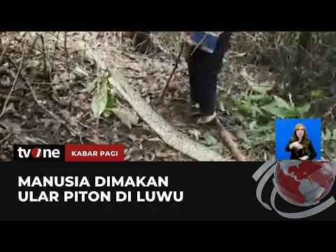 Tragis, Ibu di Luwu Tewas Dimakan Ular Piton