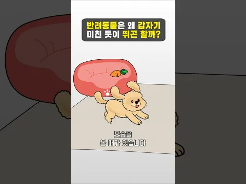 반려동물은 왜 갑자기 미친 듯이 뛰곤 할까?