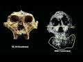 11 4 Australopithecus robustus