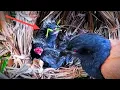 Download Lagu Nasib malang‼️detik-detik anak burung jatuh dari sarang nya