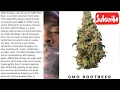 WEED STRAIN REVIEW ROOTBEER