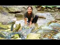 Download Lagu Harvest a Huge Fish Pond full of Giant Catfish by Hand and Bring them to the Market to Sell