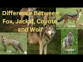 Difference Between Fox Jackal Coyote and Wolf
