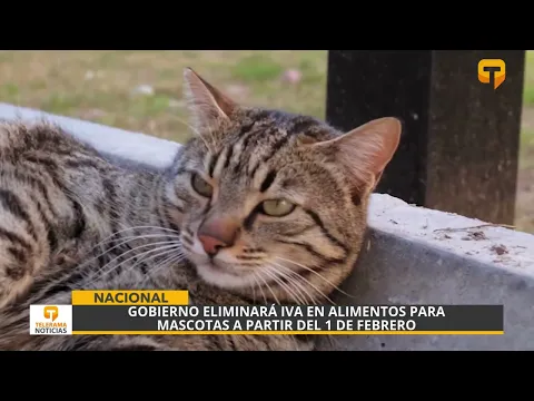 Gobierno eliminará iva en alimentos para mascotas a partir del 1 de febrero