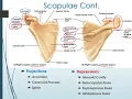 Chapter 8 Appendicular Skeleton
