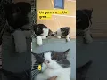 Download Lagu ungerr... #cat #kucing #viral #viralvideo