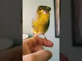 Download Lagu zo'n mooie kanarie 🐦 🥰 - #shorts #ytshorts #kanarie #vogel #vogels