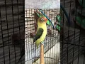 Download Lagu LOVEBIRD NGEKEK pancingan paud BUNYI‼️ #birds #lovebirds
