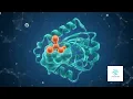 What is an Enzyme