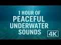 Download Lagu 1 hora de sonidos submarinos relajantes 🌊 | Ambiente oceánico en 4K para dormir y concentrarse