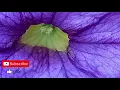 Bee Gees- Too Much Heaven / 1 hour music