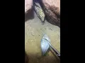 Download Lagu LIVE🔴-I catching seafood on the seafloor. Look what I caught.-Z830-1#fishing #ocean #deepsea #beach