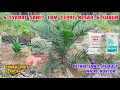 Download Lagu KUNCINYA INI!!! 6 SYARAT SAWIT TBM CEPAT BESAR DAN SUBUR