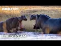 Download Lagu 🔴 LIVE: Eight Unmissable Hippo Moments | BBC Earth