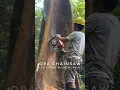 #20 MERBAU WOOD || CHAINSAW STIHL 070 @OpaLexi