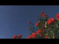 Mounim Slimani - Wayli ( Speed up ) منعم السليماني - وايلي ( سريع)