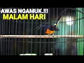 Download Lagu Pancingan MALAM HARI murai batu nembak TAJAM sukses bikin KONSLET langsung GACOR