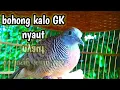 Download Lagu kutut lokal gacor pancingan perkutut bisu langsung nyaut