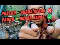 Download Lagu Paruh yang seperti ini,idaman para sogoner mania 👍