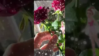لسه في الأيام امل مستنيينه  شيرين دندنها