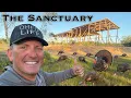 Wild Turkeys at our New Home Catch Clean Cook The Sanctuary
