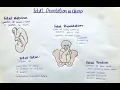fetal orientation - habitus situs presentation position