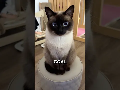 Why Siamese Cats Have Dark Feet