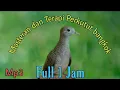Download Lagu MASTERAN \u0026 TERAPI PERKUTUT BANGKOK, FULL (1 Jam).mp3