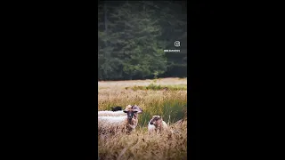 Sailing Jedediah island. Southern gulf. BC