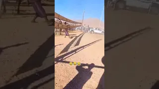 سباق الأبل حصل شي غريب جمل ناقه حوار بعير 