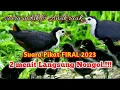 Download Lagu 2 menit langsung nongol[]suara pik at induk \u0026 anak ruak\